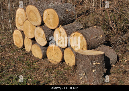 Stapel von Nadelwald Unterlegkeile im Wald Stockfoto