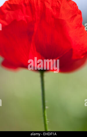 Mohnblumen Papaver Rhoeas Stockfoto