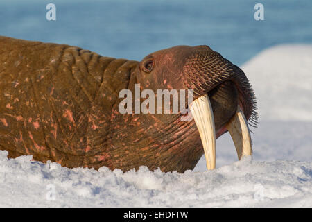 Walross (Odobenus Rosmarus) Nahaufnahme Portrait von Bull mit großen Stoßzähnen ruht auf Eisscholle Stockfoto