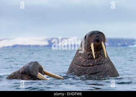 Zwei Walrosse (Odobenus Rosmarus) Schwimmen im arktischen Meer, Spitzbergen, Norwegen Stockfoto