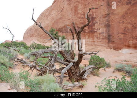 Wuestenbaum / Wüste Baum Stockfoto