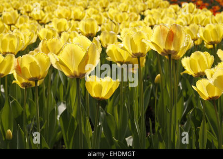 Gefranste Tulpen im Gegenlicht Stockfoto