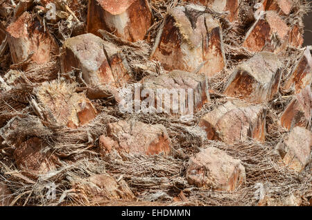 Palm Tree Trunk Detail als Hintergrundbild Stockfoto