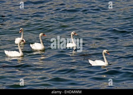 Höckerschwan Cygnus Olor Schwan, stumm Stockfoto