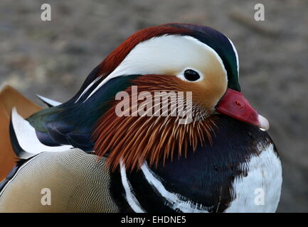 Männliche Mandarinente (Aix Galericulata)-Porträt Stockfoto