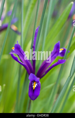 Blumen Iris reticulata 'Harmony'. Stockfoto