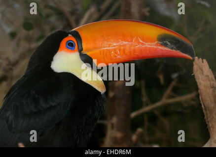 Gemeinsame oder Riesentukan (Ramphastos Toco), Südamerika Stockfoto