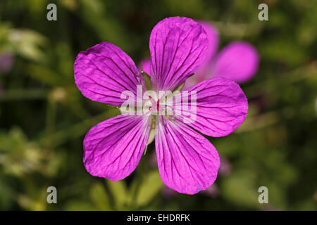 Geranium Palustre Sumpf-Storchschnabel Stockfoto