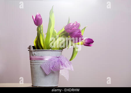 Violette Tulpen in Retro-Eimer Stockfoto