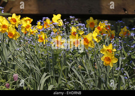 Narzissen und Vergissmeinnicht Stockfoto