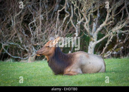 Elch, Cervus Elaphus sitzen in eine Wiese in der Nähe von Cannon Beach, Oregon, USA Stockfoto