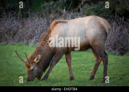 Junge Elche in der Nähe von Cervus Elaphus Fütterung in eine Rasenfläche Cannon Beach, Oregon, USA Stockfoto