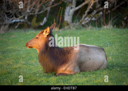 Elch, Cervus Elaphus sitzen in eine Wiese in der Nähe von Cannon Beach, Oregon, USA Stockfoto