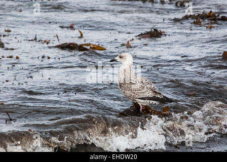 Ein Junge große schwarz-unterstützte Möve, Larus Marinus, Küken in der Brandung Stockfoto