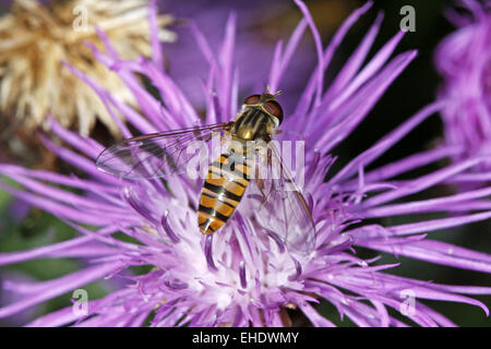 Marmelade hoverfly Stockfoto