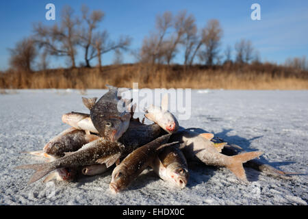 Winter, Angeln - Fisch auf Eis Stockfoto