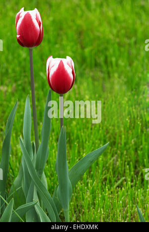 Zwei rote Tulpe Blumen Stockfoto