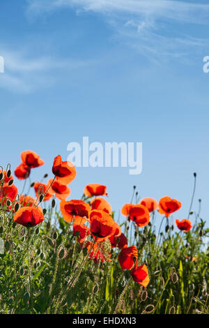 Mohnblumen Papaver rhoeas Stockfoto