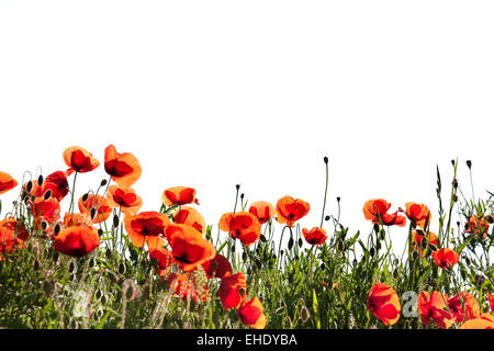 Mohnblumen Papaver rhoeas Stockfoto