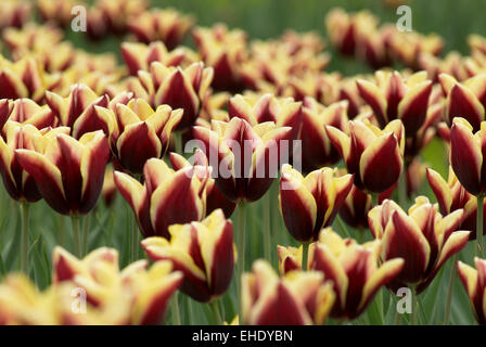 Tulpen Feld Stockfoto