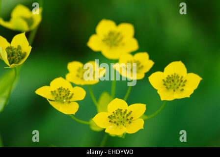 Viele kleine wilde gelbe Blumen Stockfoto