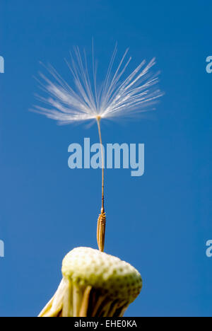 Löwenzahn (Taraxacum Officinale) einen Samen Stockfoto