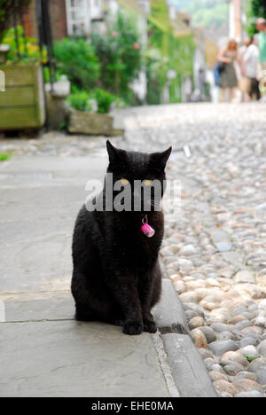 Einsame Katze sitzt auf Gehweg Bürgersteig Fußweg in Mermaid Street Roggen Sussex England Großbritannien Europa Stockfoto