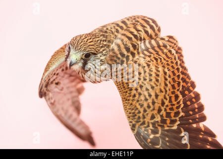 Lanner Falcon auf isolierte Hintergrund fliegen. Stockfoto