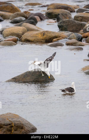 Zwei Möwen in der Untiefe zwischen Felsen am Ufer in Punta Arenas, Chile. Stockfoto