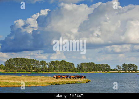 Insel Poel, Mecklenburg-Vorpommern, Deutschland Stockfoto