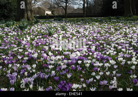 Krokus Blumen in voller Blüte Frühling. Stockfoto