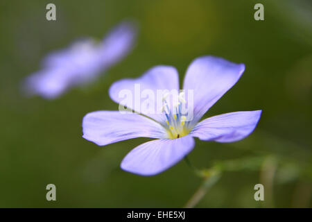 Gemeinen Lein, Leinbluete Stockfoto