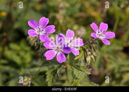 Geranium Palustre Sumpf-Storchschnabel Stockfoto