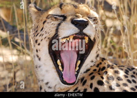 Namibia, Gepard, Cheetah Stockfoto