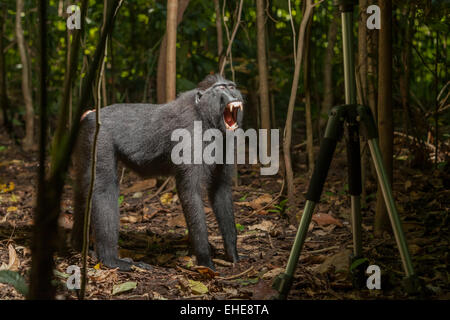 Ein schwarzer Sulawesi-Makaken (Macaca nigra) zeigt ein schreiartiges, weit öffnendes Maul im Tangkoko-Wald im Norden von Sulawesi, Indonesien. Stockfoto