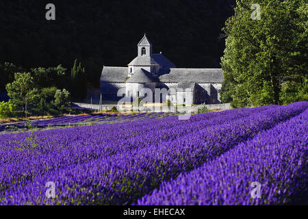 Abbey de Senanque, Vaucluse, Provence, Frankreich Stockfoto