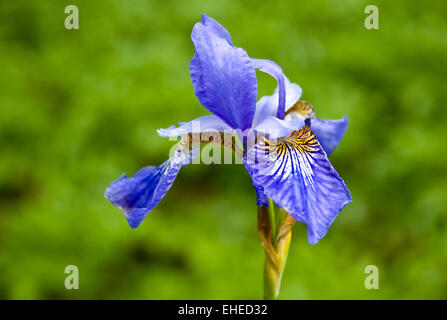 Schöne Iris. Stockfoto