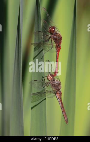 Schnauzbärtigen darter Stockfoto