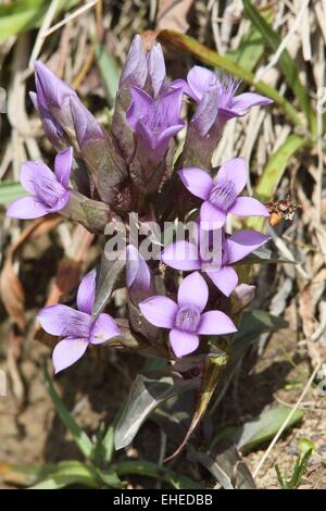 Deutsche Zwerg-Enzian Stockfoto