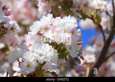 Detail einer Apfelblüte im Frühsommer Stockfoto