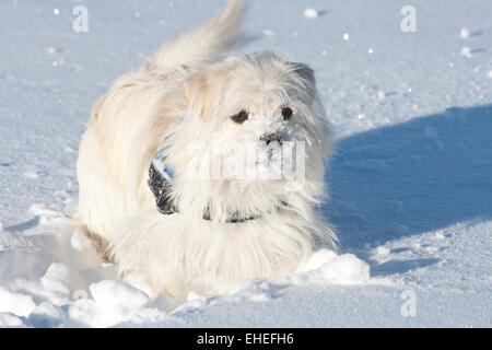 Hund im Schnee Stockfoto