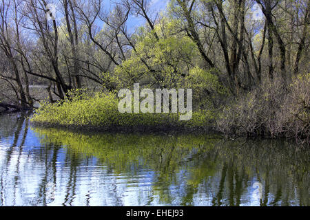 Naturreservat Magadino, Schweiz Stockfoto