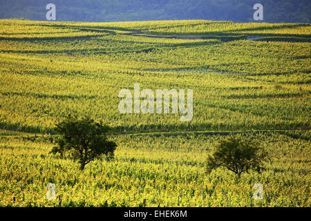 Weinberge im Licht, Elsass, Frankreich Stockfoto