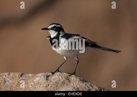 Afrikanische Trauerschnäpper Bachstelze (Motacilla Aguimp) Stockfoto