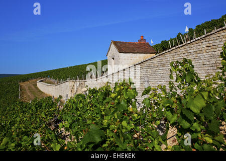 Weinberge in der Nähe von Chablis, Burgund, Frankreich Stockfoto