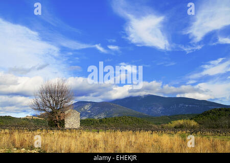 Weinberge am Mont Ventoux, Provence, Frankreich Stockfoto