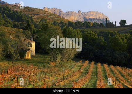 Dentelles de Montmirail, Provence, Frankreich Stockfoto