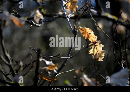 Getrocknete Blätter an einem Frühlingstag in natürlichem Licht Stockfoto