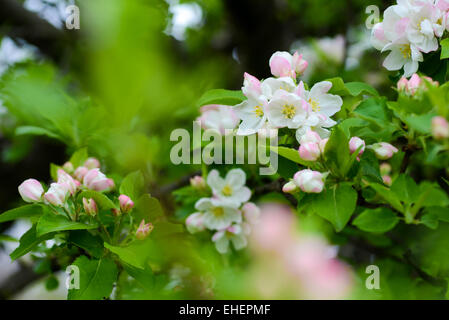 Zweig der Kirschblüten Stockfoto