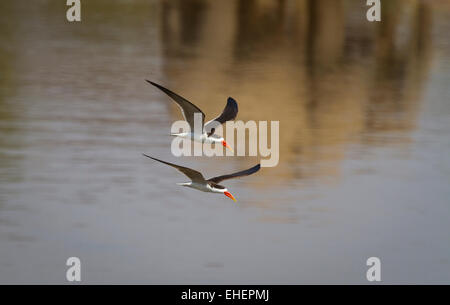Afrikanische Skimmer fliegen vorbei ein Elefant Reflexion auf Great Ruaha River. Stockfoto